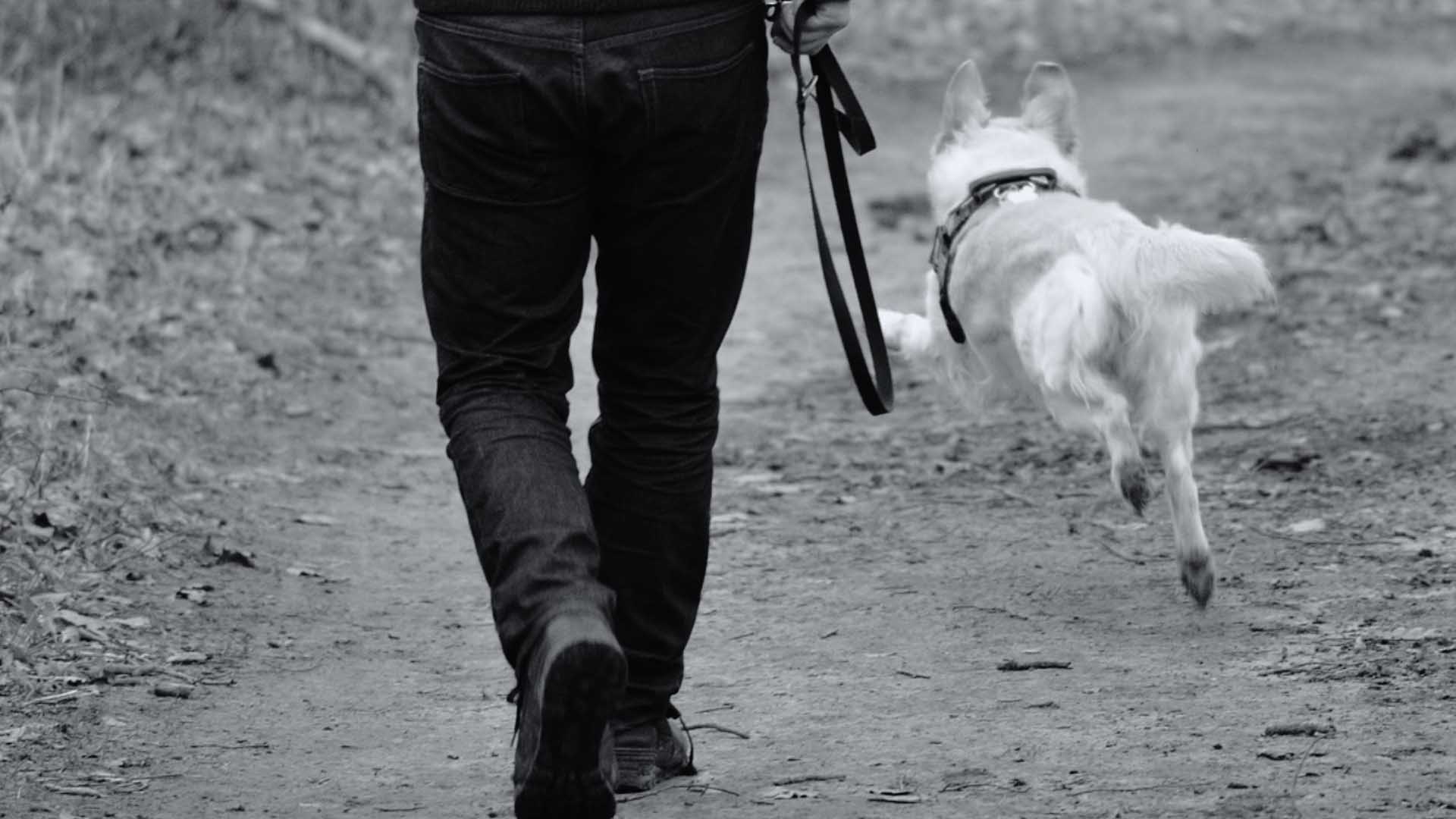 Personal dog walking services in Thirsk